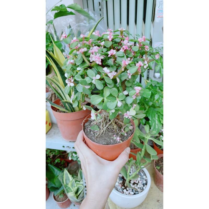 Cành Vàng Lá Ngọc Cổ Thụ