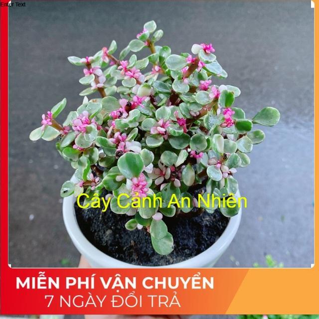 Chậu Đô La Hồng