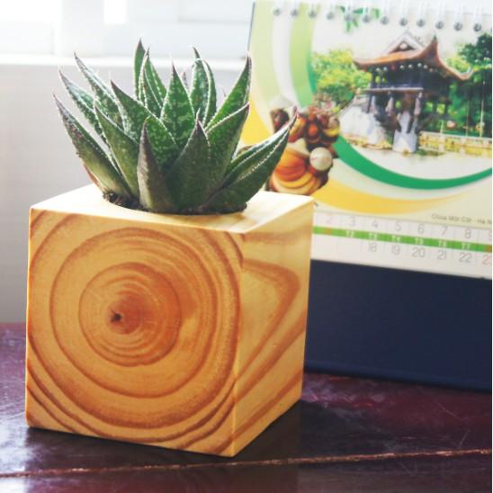 Combo 2 Chậu trồng cây bằng gỗ Nguyên khối Hình vuông Vân gỗ tự nhiên - Kích thước: 9x9cm