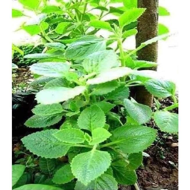 Hạt giống rau húng chanh,húng bạc hà-gói 0,1 gram/tặng kèm gói phân bón lót