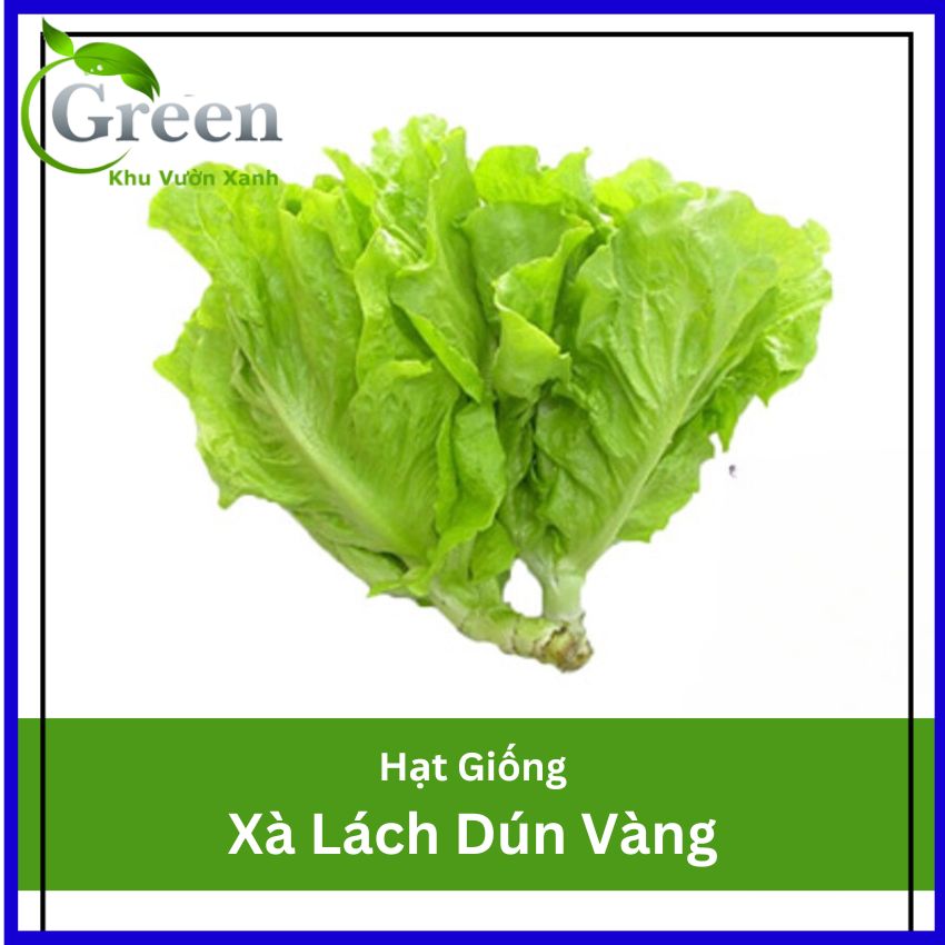 Hạt Giống Xà Lách Chịu Nhiệt Tốt