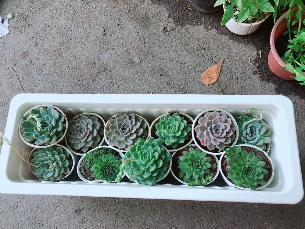 Sen Đá Size Trung 40k/cây