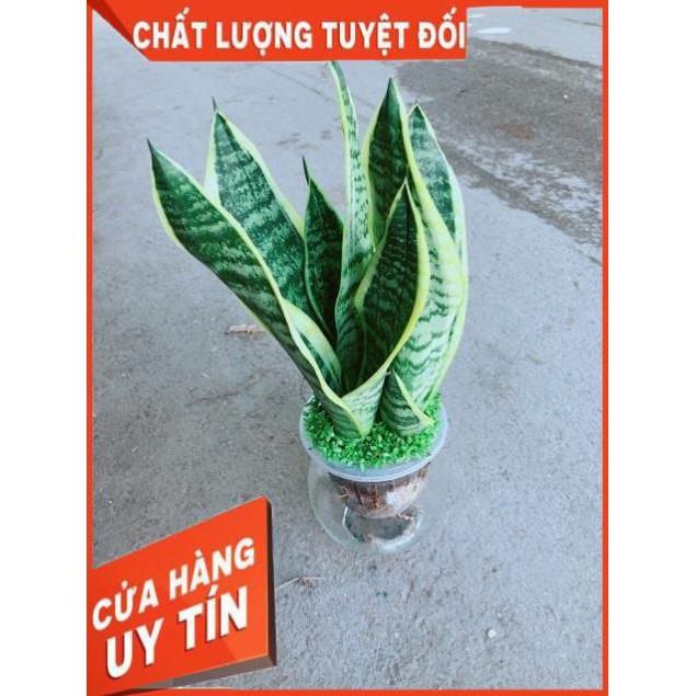 Chậu Lưỡi Hổ Thuỷ Sinh