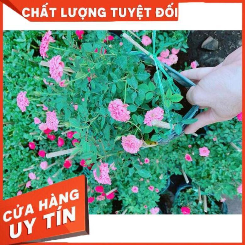 Bụi Hoa hồng Nhiều Người Mua