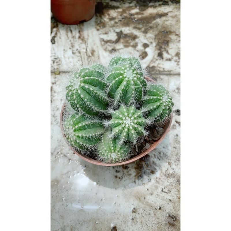 Xương Rồng Bụi Khế