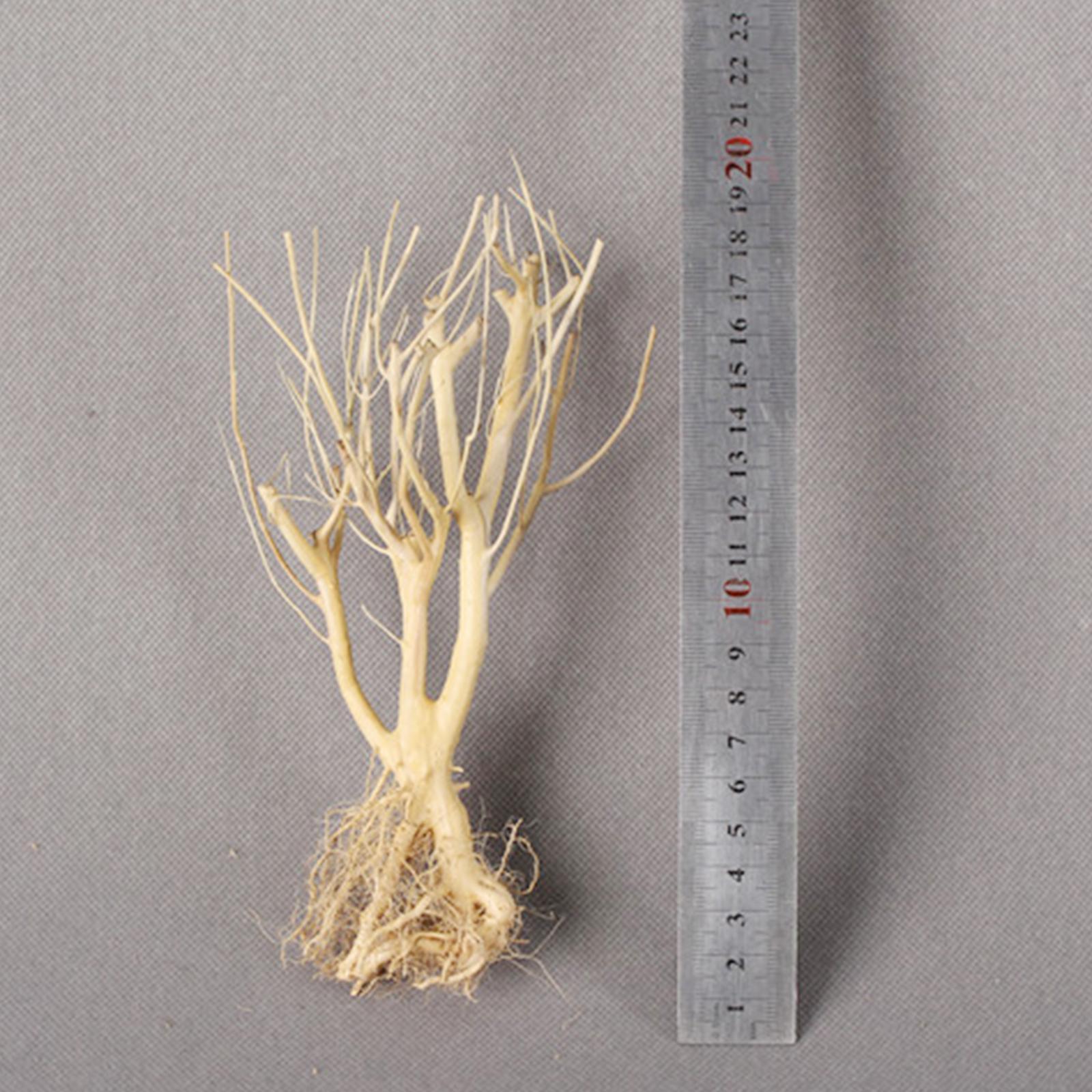 Aquatic  Aquarium Driftwood  Trunk Tree Branch Terrarium Decor