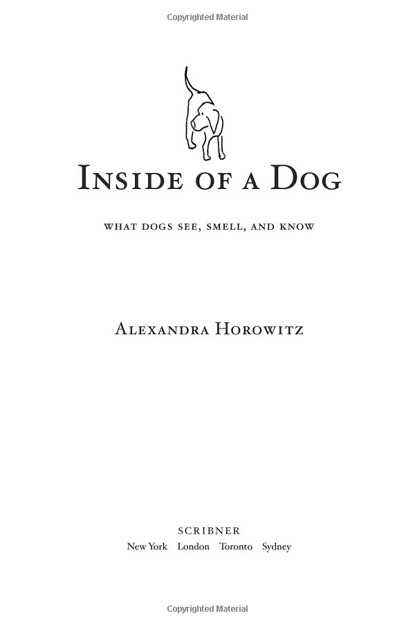 Inside Of A Dog
