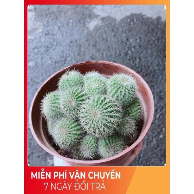 Xương Rồng Bụi Khế