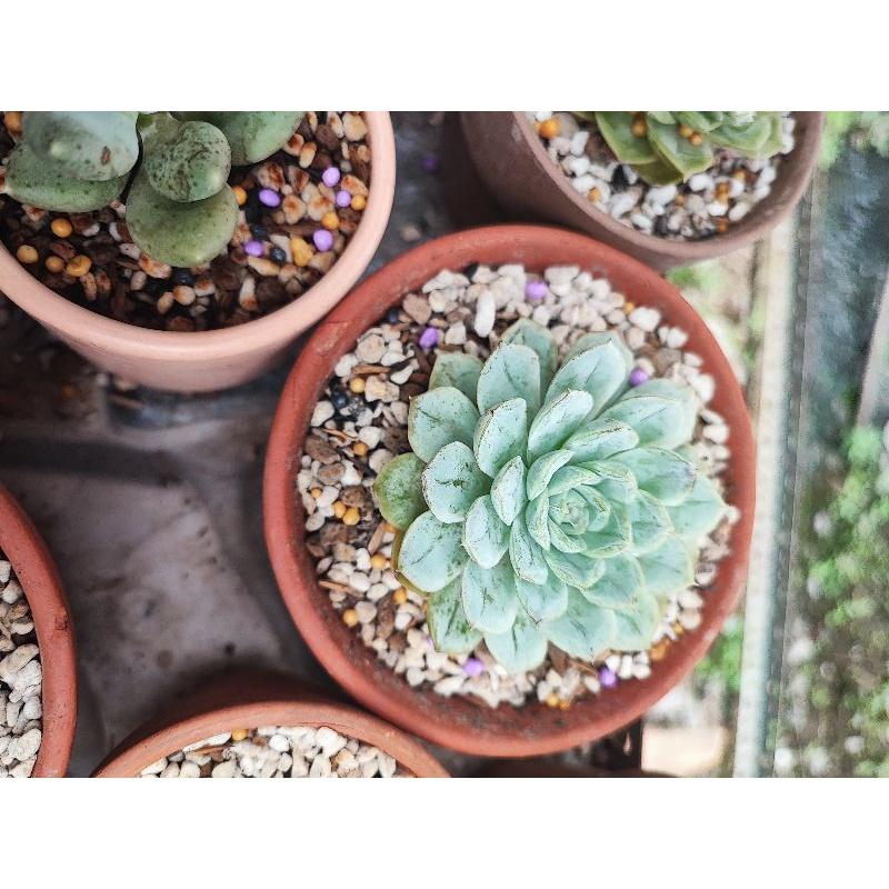 Chậu trồng sen đá như hình