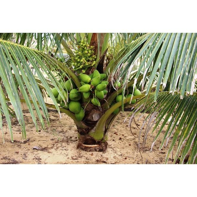 CÂY DỪA SÁP - CAM KẾT GIỐNG CHUẨN - CÂY Y HÌNH