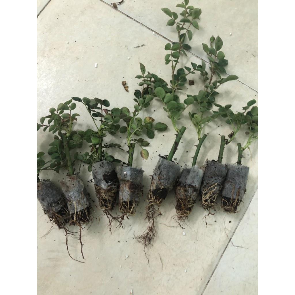 Combo 10 cây hoa hồng tỉ muội siêu bông - Giâm cành, rễ bầu, thân dài 15cm, cây khỏe