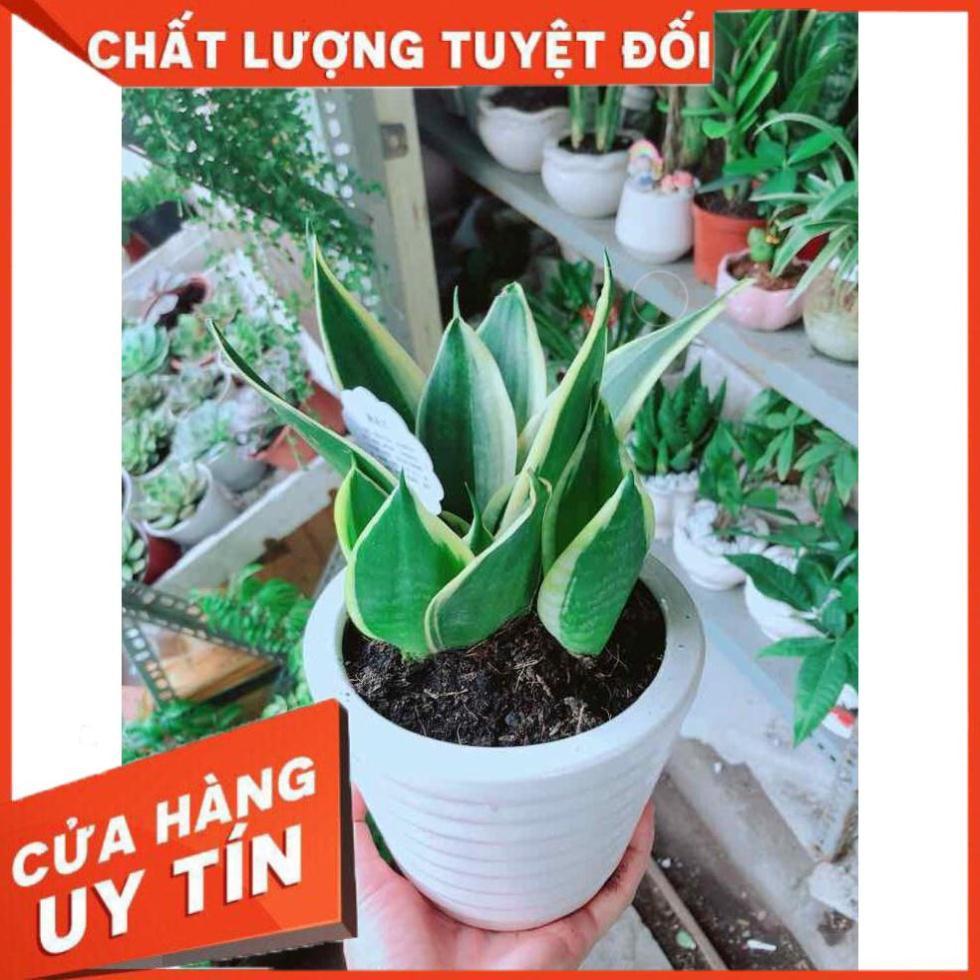 Chậu Lưỡi Hổ Thái Nhiều Người Mua