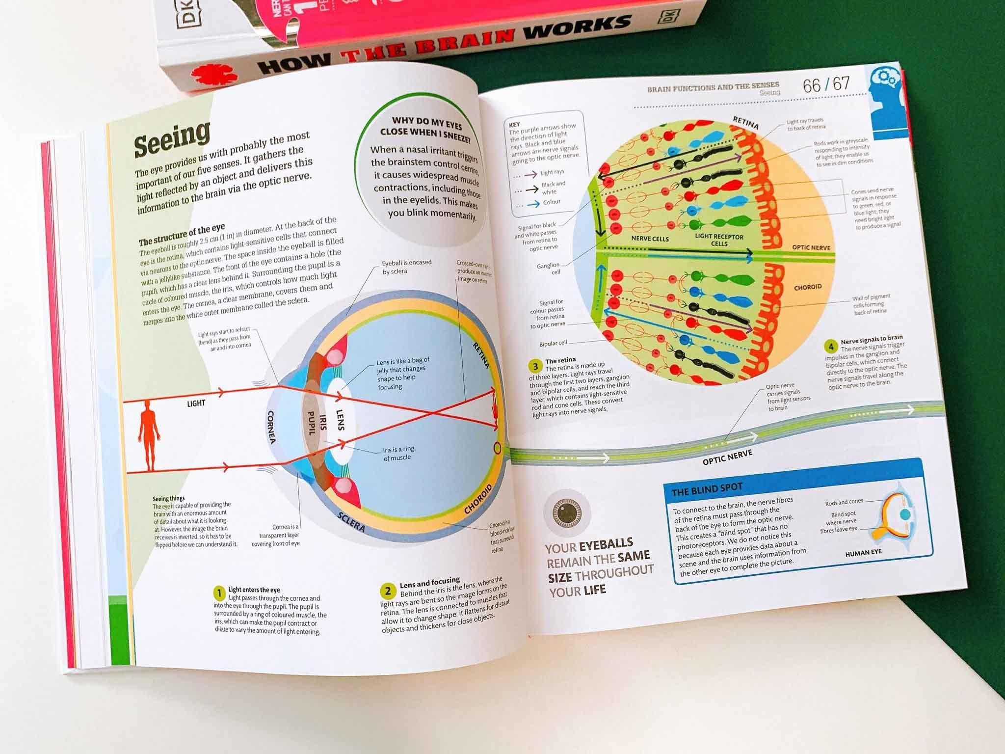 How the Brain Works : The Facts Visually Explained