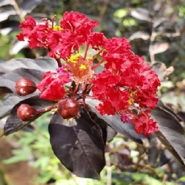 CÂY HOA TƯỜNG VI HUYẾT LONG GHÉP BẰNG LĂNG