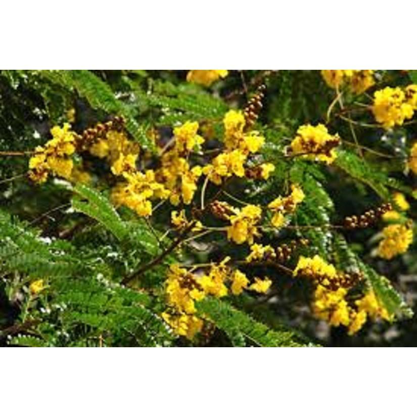 CÂY GIỐNG CÂY HOA PHƯỢNG VÀNG SIÊU ĐẸP