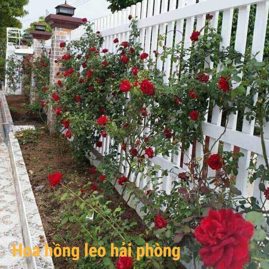 COMBO 2 Cây hoa hồng cổ hải phòng