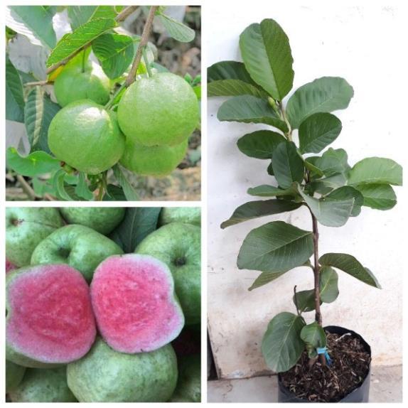 ỔI RUỘT ĐỎ KHÔNG HẠT - Hàng cây giống chuẩn F1