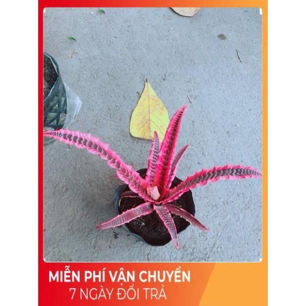 Cây Dứa Đuôi Phụng