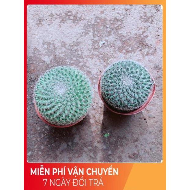 Combo 2 Cây Xương Rồng