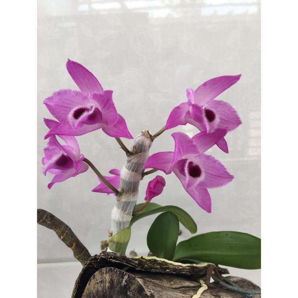 Sản Phẩm Hoa lan trầm tím điện biên
