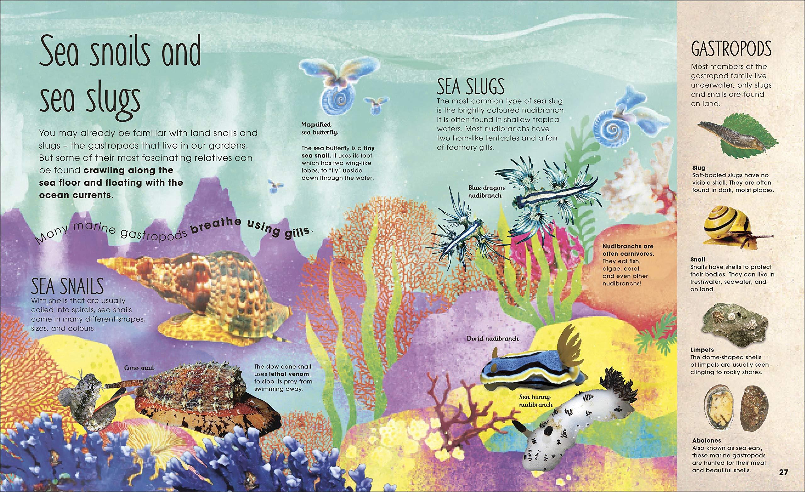 Sách ngoại văn: The Book Of Brilliant Bugs (DK)