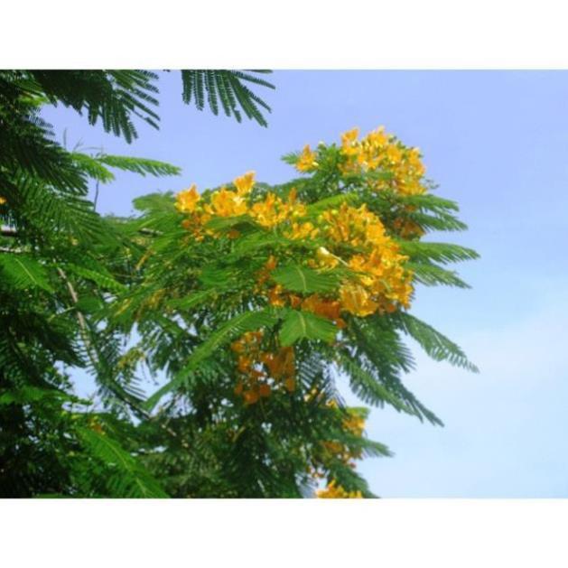 COMBO 5 BẦU CÂY GIỐNG CÂY HOA PHƯỢNG VÀNG SIÊU ĐẸP