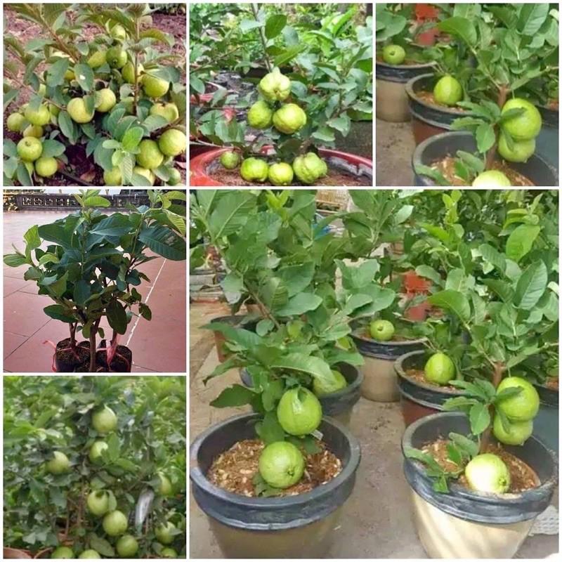 Cây giống ổi nữ hoàng đã có hoa và quả nhỏ trồng chậu