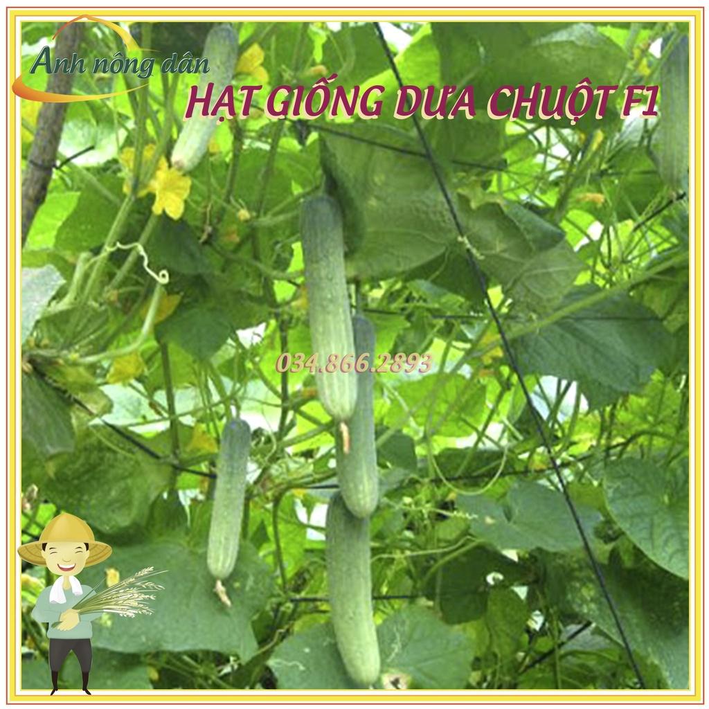 Gói 1g Hạt giống dưa leo chịu nhiệt, dưa chuột cao sản - dễ nảy mầm, chất lượng cao