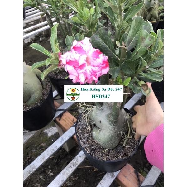 Hoa sứ trắng Loan Hồng - Tặng phân bón