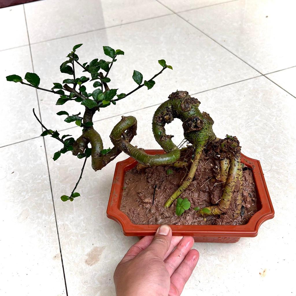 Cây duối bonsai mini để bàn.