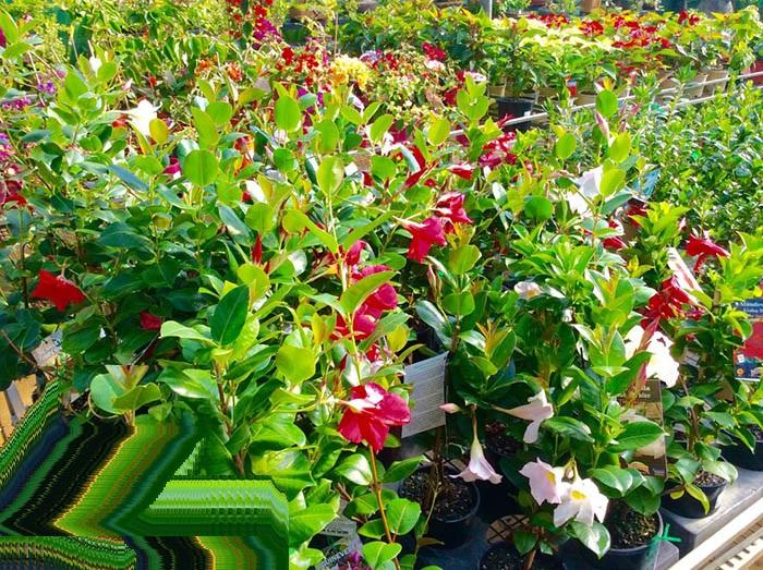Cây hoa leo, cây hoa leo HỒNG ANH cánh kép, hoa leo trang trí ban công nhà cửa