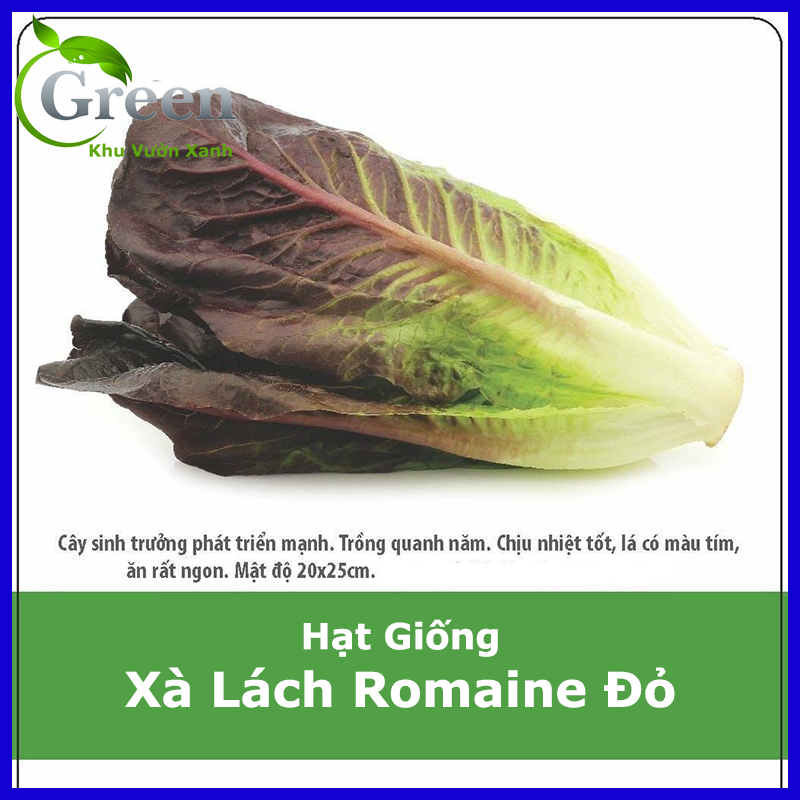 Hạt Giống Xà Lách Romaine Đỏ Chịu Nhiệt