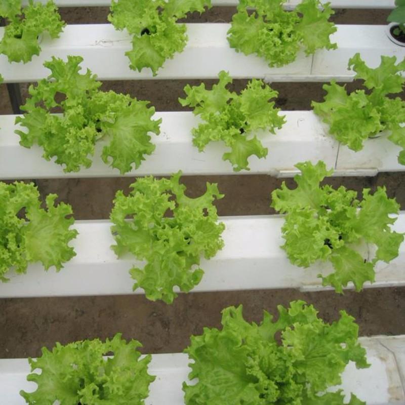 HẠT GIỐNG XÀ LÁCH XOĂN CAO SẢN - GÓI 5GR