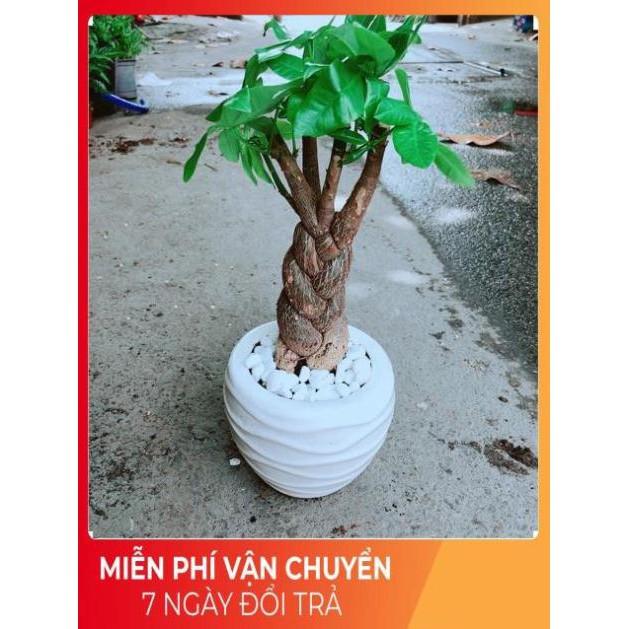 Chậu Kim Ngân 3 Thân Thắt Bính