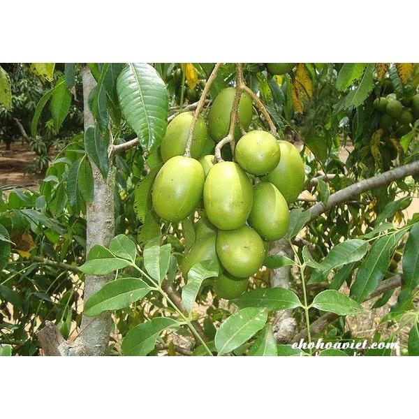 Cây giống cóc lùn Thái, cây dáng lùn cho trái sớm, năng suất cao, quả to, thơm hơn giống cóc ta