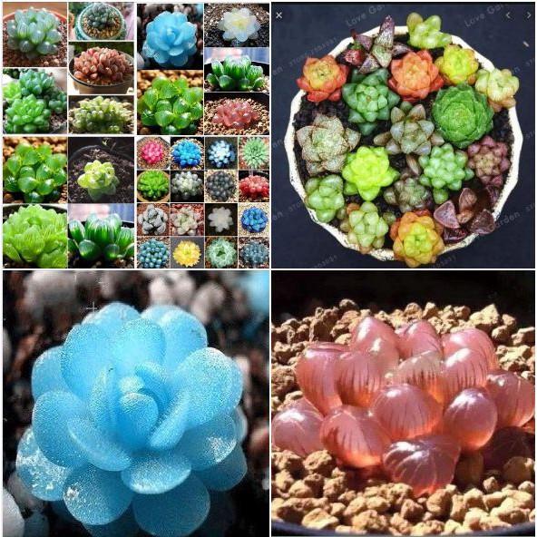 Hạt giống sen đá kim cương mix - 1 gói 200 hạt