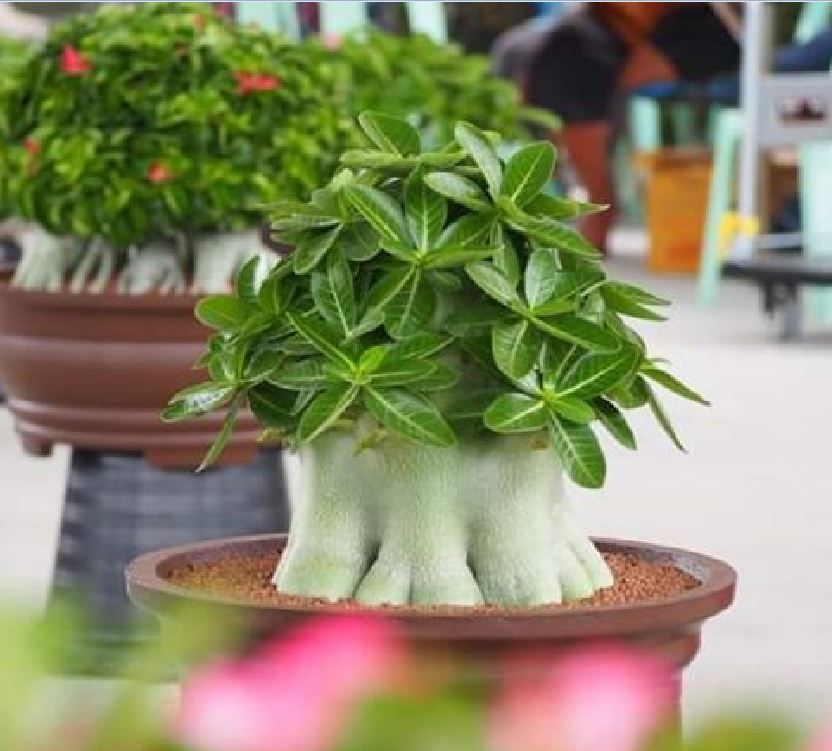 Hạt giống cây hoa sứ kim tự tháp - Gói 5 hạt/ kèm 3 viên nén xơ dừa ươm hạt