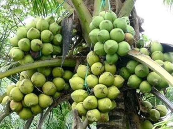 Dừa giống sáp đặc