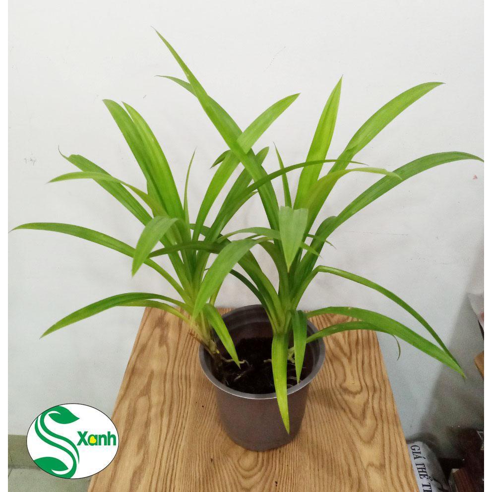 Cây Lá Dứa Thơm - Chậu 2 Cây