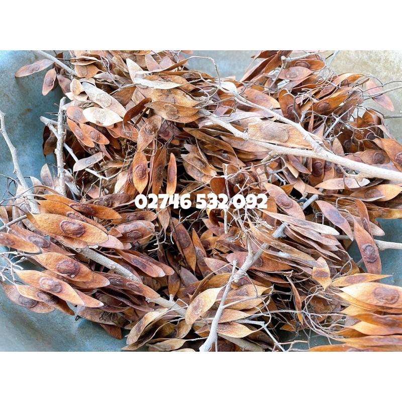 HẠT GIỐNG GỖ SƯA ĐỎ QUÝ