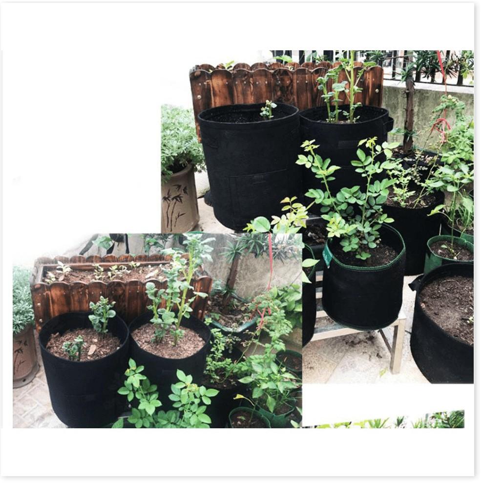TRỒNG TÚI XANH Chậu trồng cây, củ giống môi trường 30x35cm