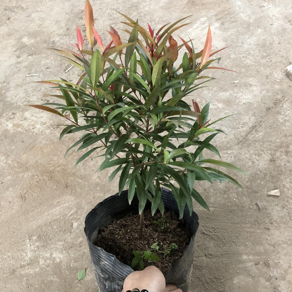 Cây hồng lộc, chiều cao 40-50cm tán sum suê lá non màu đỏ tươi dễ chăm sóc cắt tỉa, thích hợp trang trí cảnh quan
