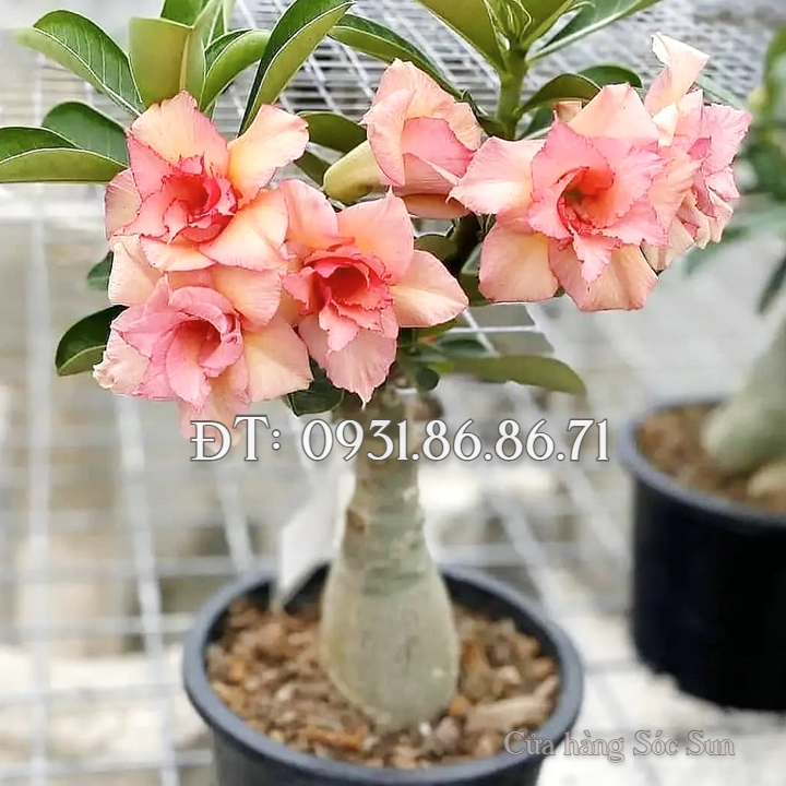 Hạt giống hoa sứ kép màu vàng cam – Bịch 10 hạt – Mã số 1807