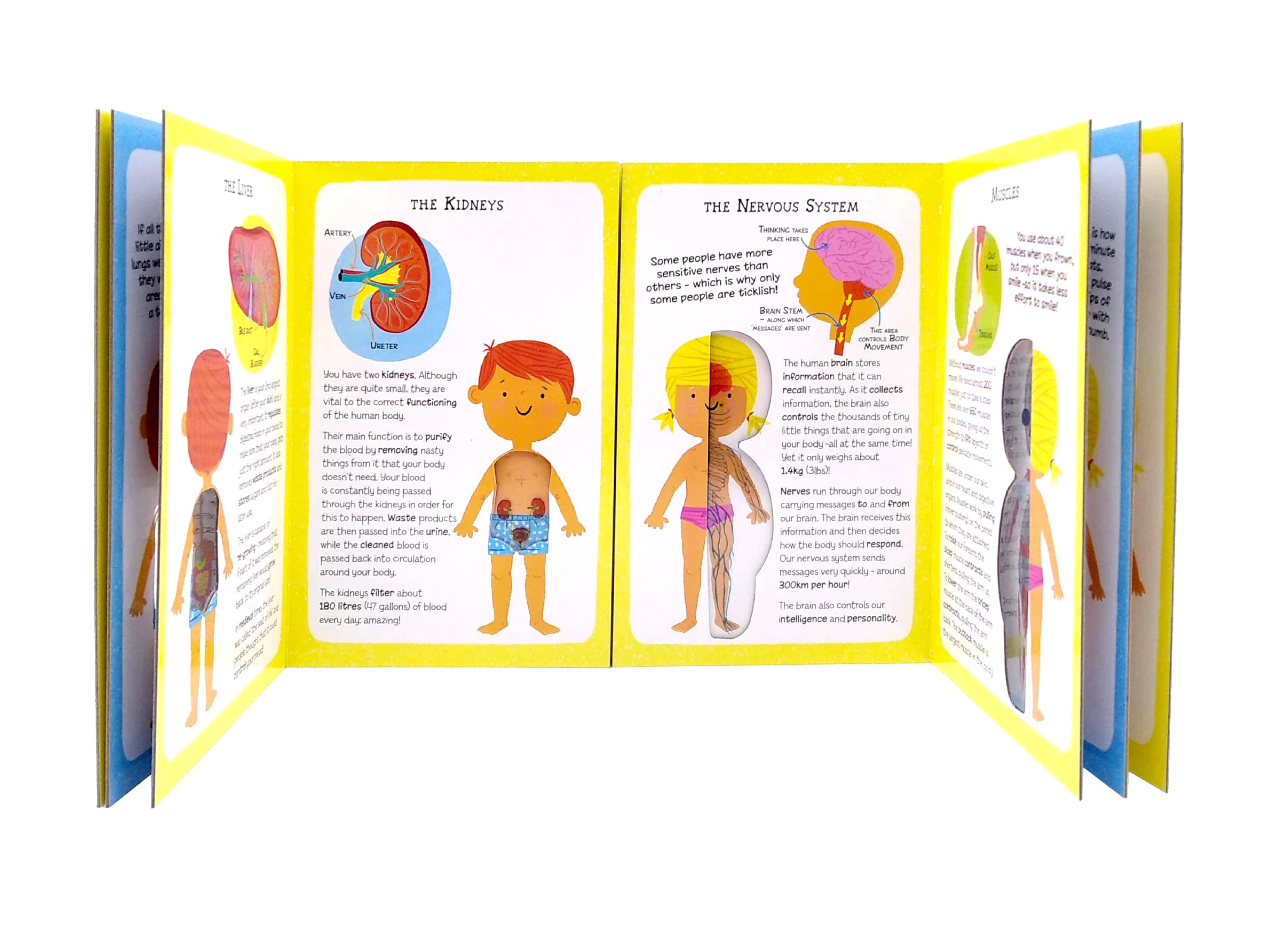 The Incredible Human Body - My First Human Body Book - New Version