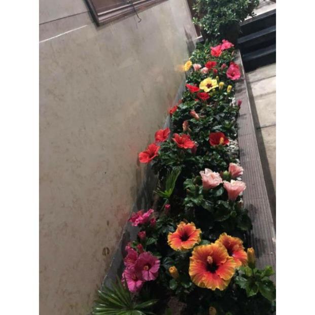 Com bo 10 cây giống hoa dâm bụt mix mau