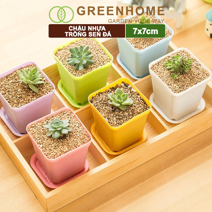 Chậu nhựa trồng sen đá, 7x7cm, bền, đẹp, màu sắc hiện đại, màu ngẫu nhiên, không dĩa |Greenhome