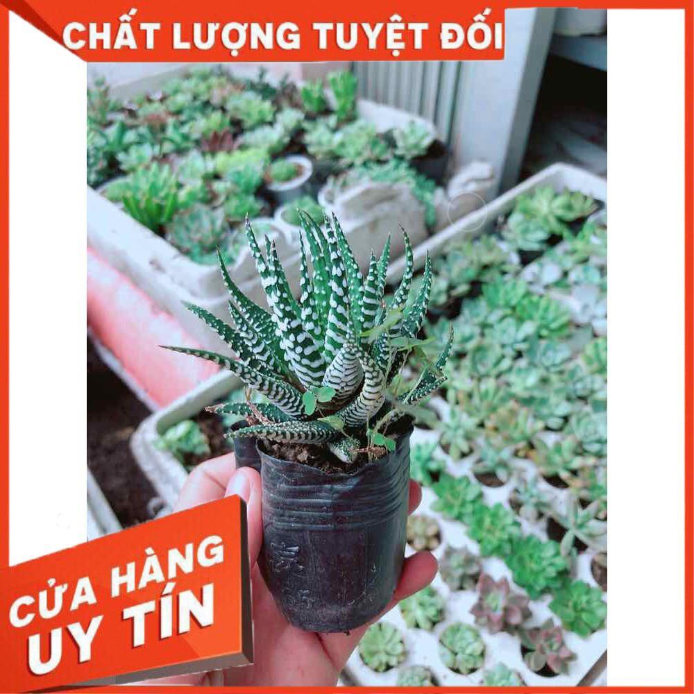 Chậu móng rồng Nhiều Người Mua