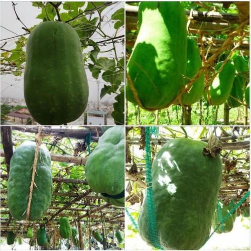 Hạt Giống Bí Đao Khổng Lồ -