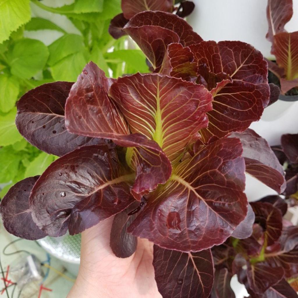 Hạt Giống Xà Lách Romaine Đỏ -