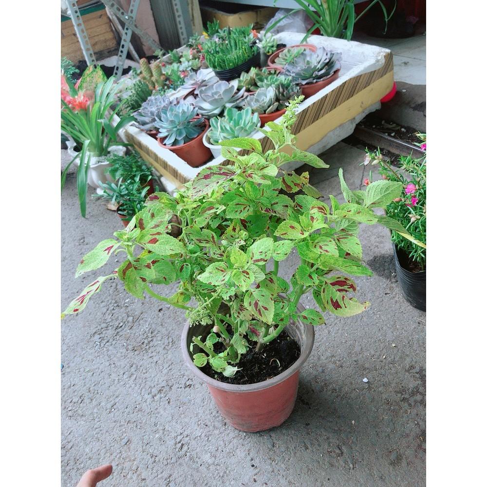 Cây Lá Gấm Vàng